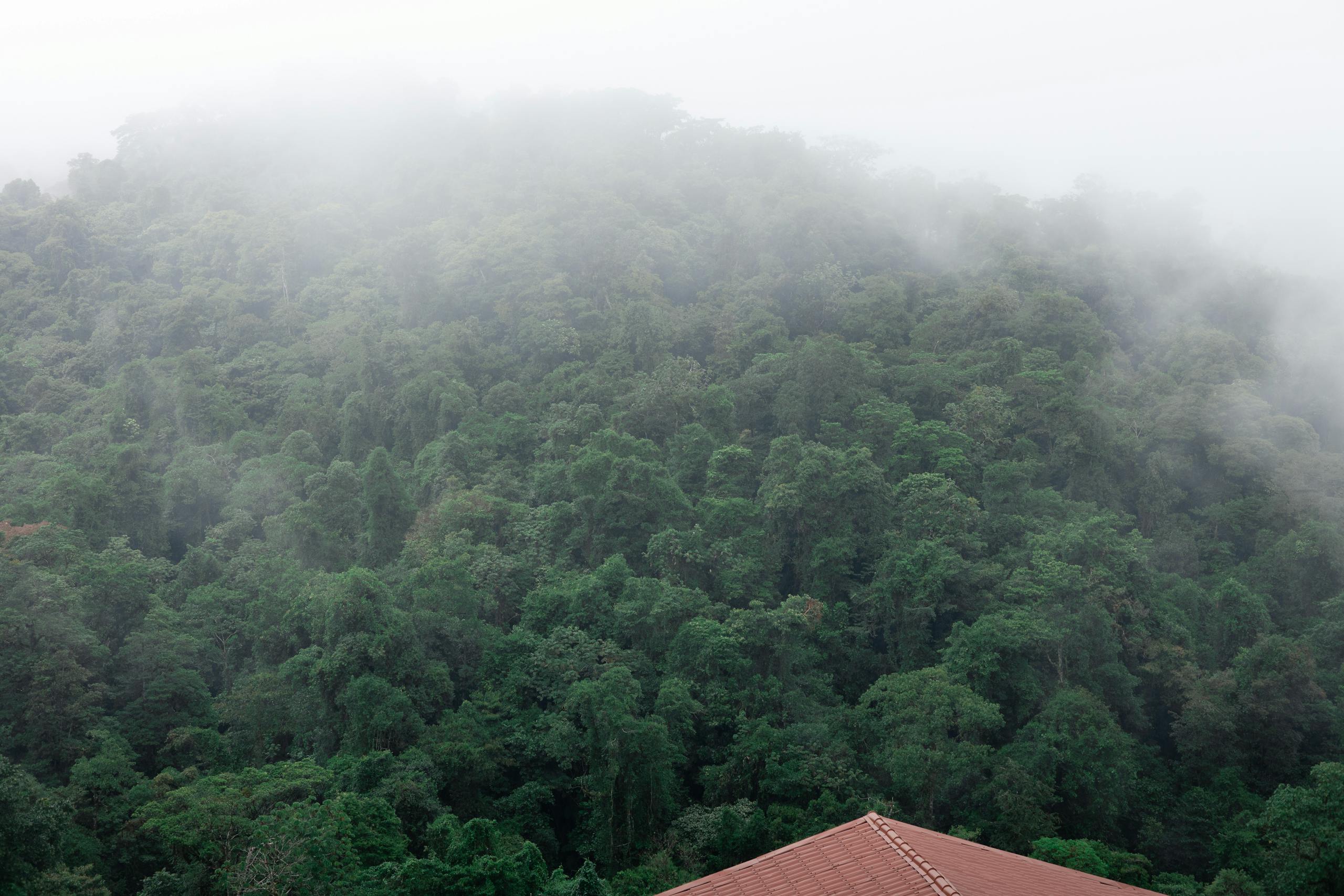 A peaceful view of a lush, mist-covered rainforest in Costa Rica with a glimpse of a rooftop.