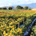 Los cultivos de flores en La Raya: un Pedacito del corazón de Xoxocotlán