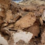 Encuentran rastros de colágeno en un dinosaurio de hace 66 millones de años