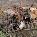 Rescatan a 60 animales durante cateos en Michoacán