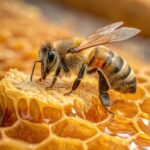 Abejas se preparan para la temporada de miel e intensifican sus recorridos entre las flores