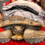 Rescatan a tortuga atropellada y le reconstruyen su caparazón con tecnología 3D