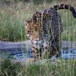 Chiapas refuerza la protección del jaguar y su hábitat