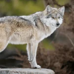¡Donald Trump pone al lobe mexicano en la mira! Busca quitarle protección como especie en peligro de extinción